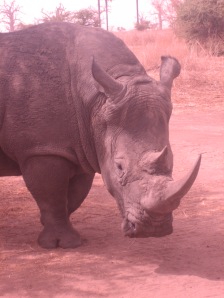 Rhinocéros prêt à charger!